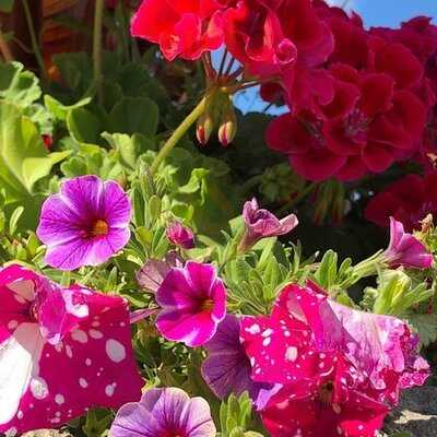 L'ambroisie Et L'espace Canal