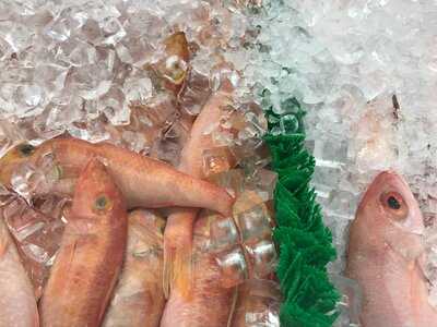 Ghadir Meat & Restaurant