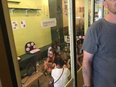 Tot Cat Cafe