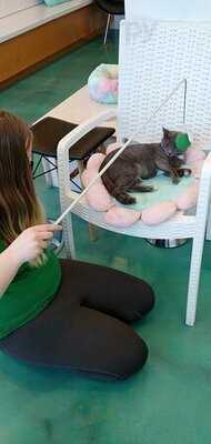 Regal Cat Cafe
