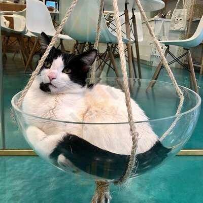 Regal Cat Cafe