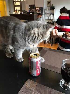 Cafe Felin Chats-nous