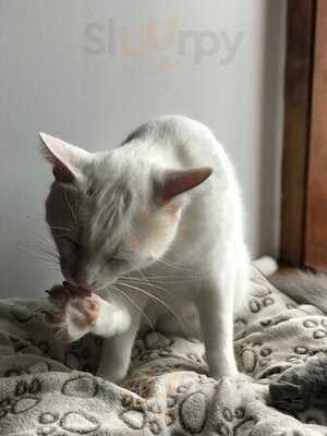 Cafe Felin Chats-nous