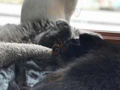 Cafe Felin Chats-nous