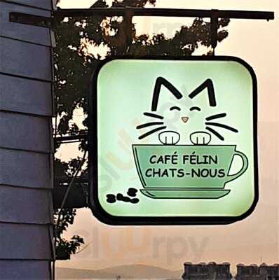 Cafe Felin Chats-nous