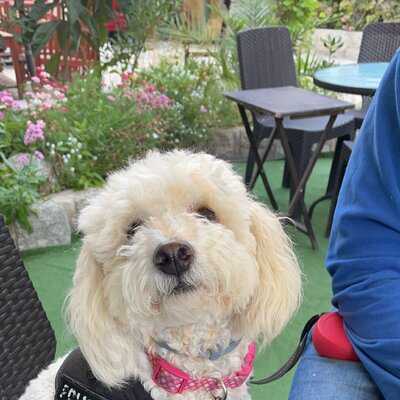 Ristorante Pizzeria Il Toscano