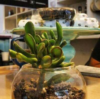 Che Walito Specialty Coffe Shop