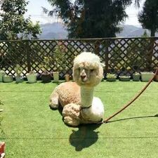 Wakawaka农场餐厅