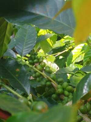 Coffee Shop La Tienda De Los Mecatos