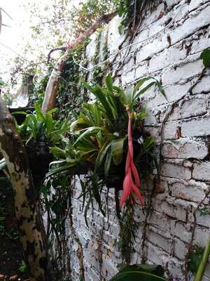 Pinemma Café Y Jardín