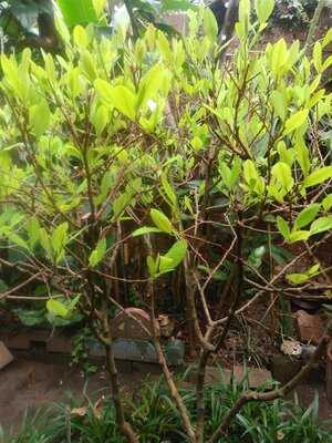 Pinemma Café Y Jardín