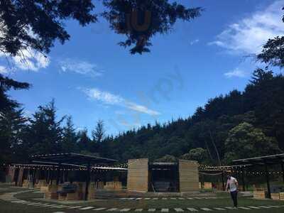 Búho Parrilla Entre Pinos