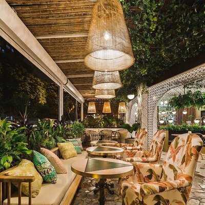 Malanga Del Trópico