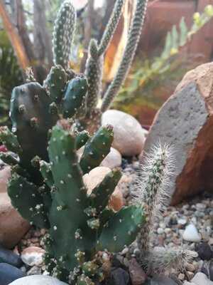 Botanicus Tienda - Cafe