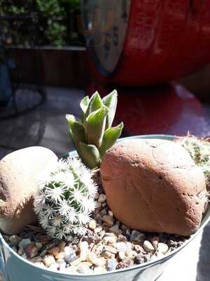 Botanicus Tienda - Cafe