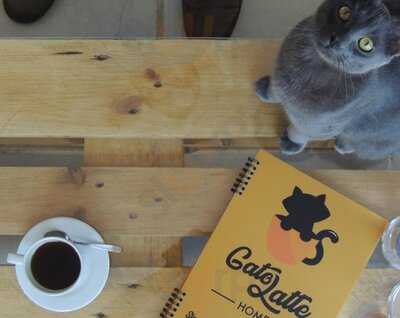 Gatolatte Home