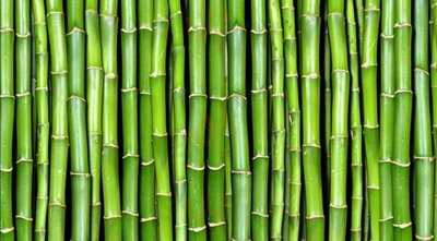Bamboo Nutri
