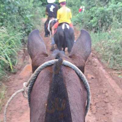Black Stallion Ranch Style Bbq