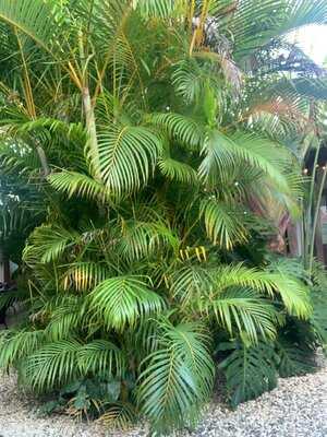 Vagamundo Coffee & Waffles