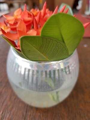 Serenade Restaurant, Bar & Lounge