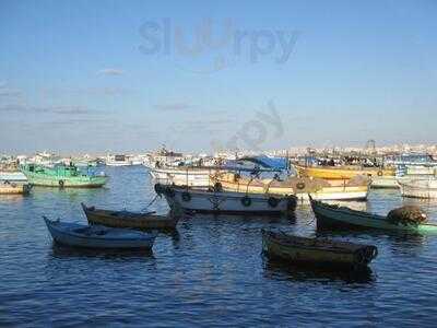 ‪alexandria Fish‬