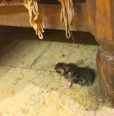 ‪el Feshawy Cafe‬