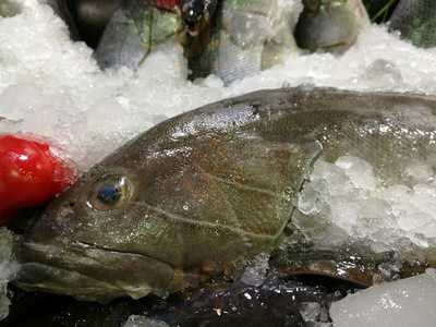 ‪el Horany Fish‬