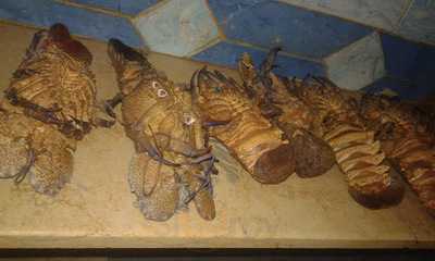 قلعة أسماك  اللول