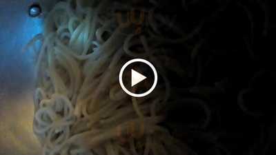 ‪el Nogoum Pizza‬