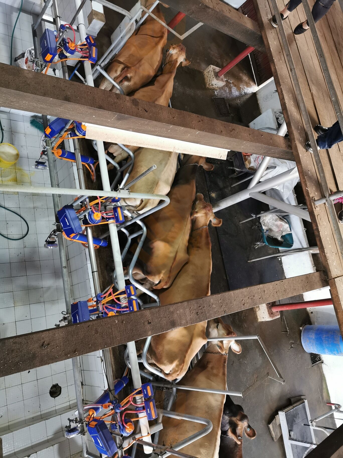 Rincon Suizo Farm