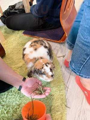 Rabbitland Cafe