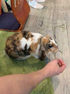 Rabbitland Cafe