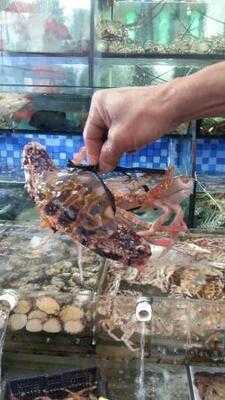 通記海鮮野味酒家