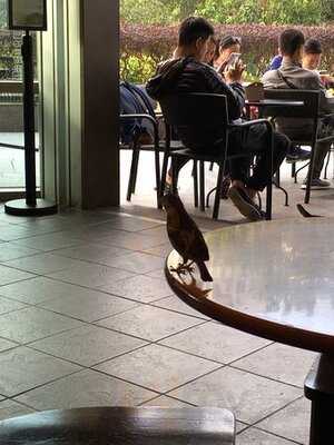 星巴克(山頂道店)