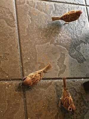 星巴克(山頂道店)