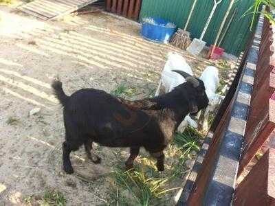 大美督嘉年華燒烤