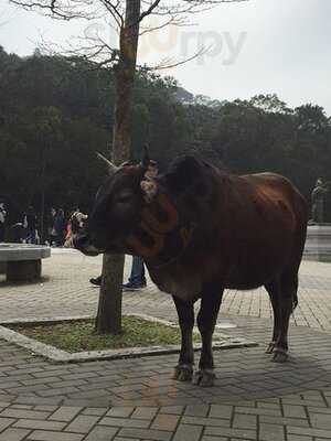 龙辉山水豆腐花