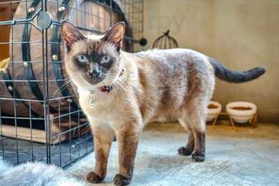 Meowtini Cat Cafe & Bar