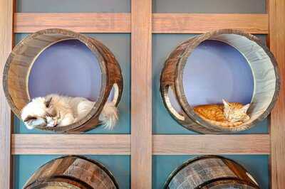Meowtini Cat Cafe & Bar