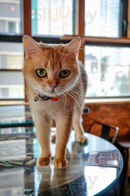 Meowtini Cat Cafe & Bar