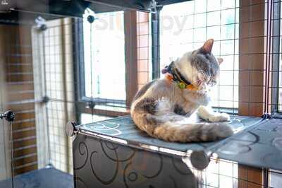 Meowtini Cat Cafe & Bar