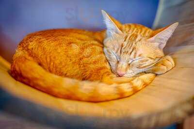 Meowtini Cat Cafe & Bar