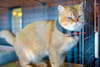 Meowtini Cat Cafe & Bar