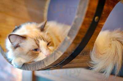 Meowtini Cat Cafe & Bar