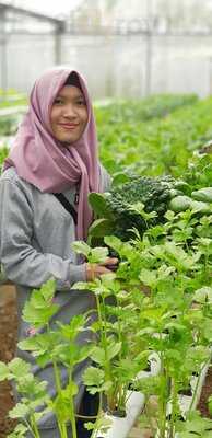 Red Bean Gunung Sahari