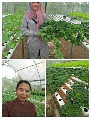 Red Bean Gunung Sahari