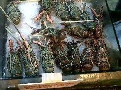 Bandar Djakarta Ancol