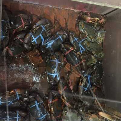 Gama Ikan Bakar & Seafood