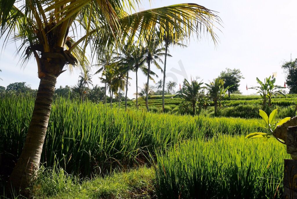 Yeh Pulu Cafe