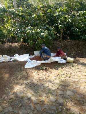 Kampoeng Kopi Banaran